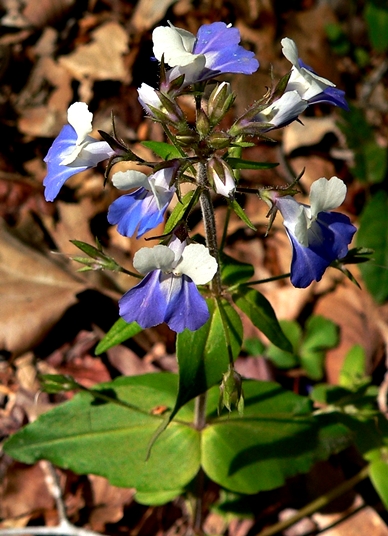 {Collinsia verna}